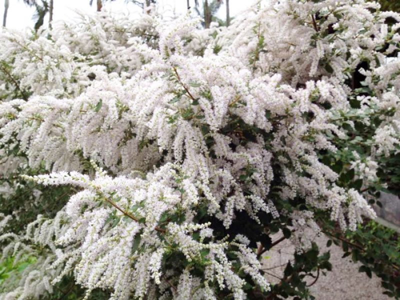 Mirra, Incenso ou Pluma-de-névoa