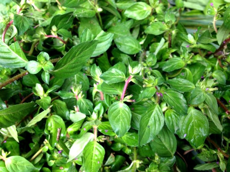 Sete-sangrias, Erva-de-sangue ou Perna-de-saracura