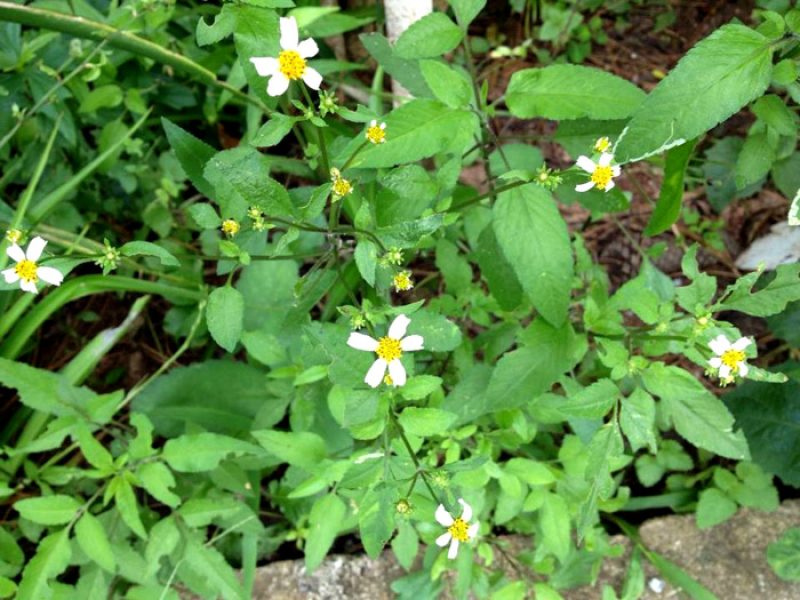 Picão-branco ou Piolho-de-padre