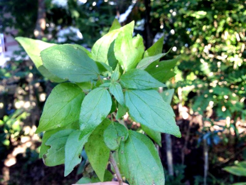 Parietária ou Fura-parede