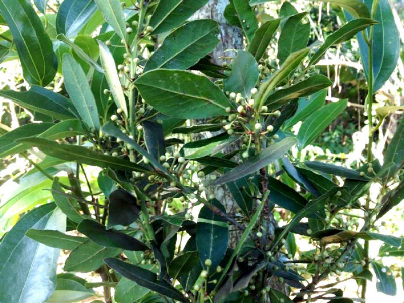 Louro, Louro-dos-poetas ou Louro-de-Apolo