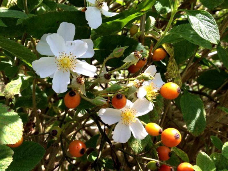 Rosa canina