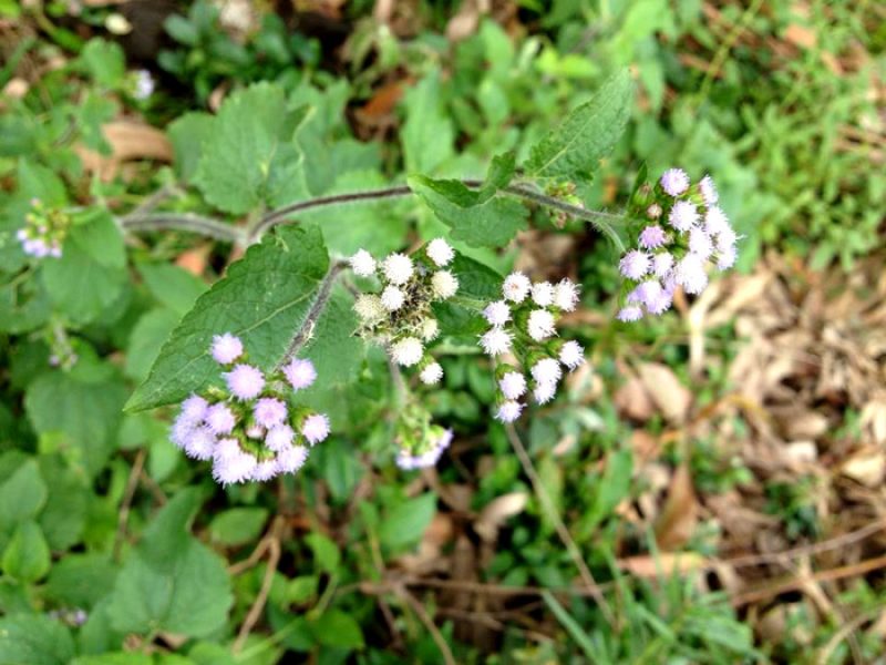 Mentrasto ou Catinga-de-bode