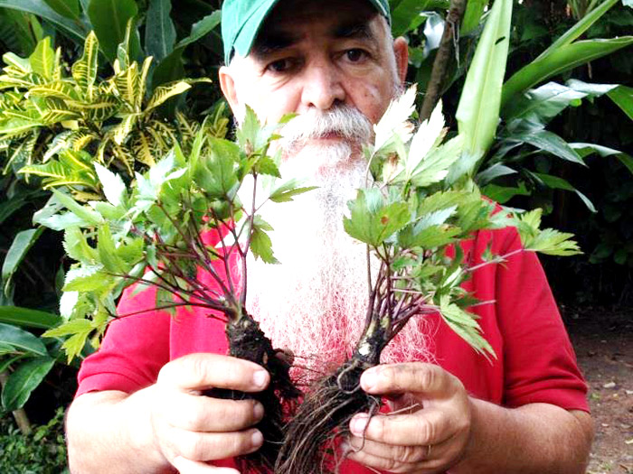 No momento, você está visualizando Angélica-chinesa