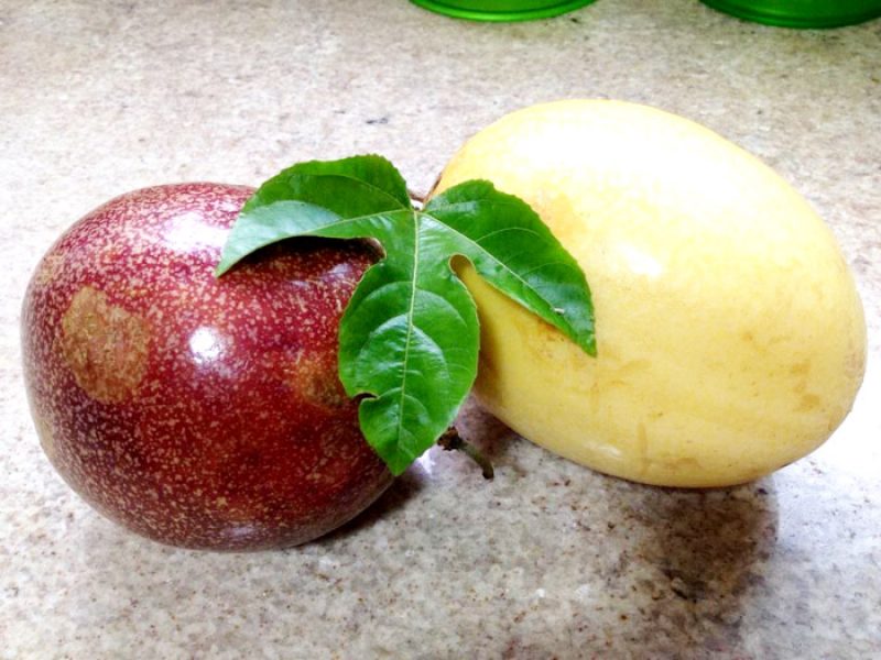 Maracujá-azedo, Maracujá-peroba ou Passiflora