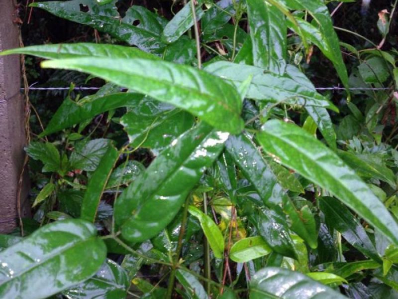 Crajiru, Chica ou Puca-panga