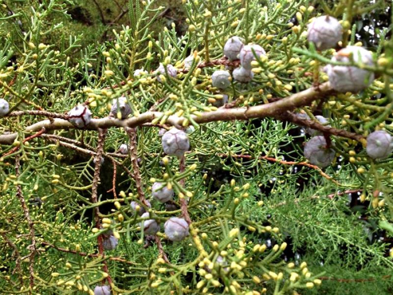 Árvore-da-vida ou Tuia