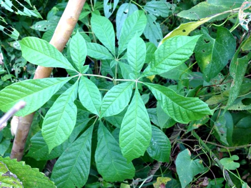 Tarumã, Azeitona-do-mato ou Tarumã-azeitona
