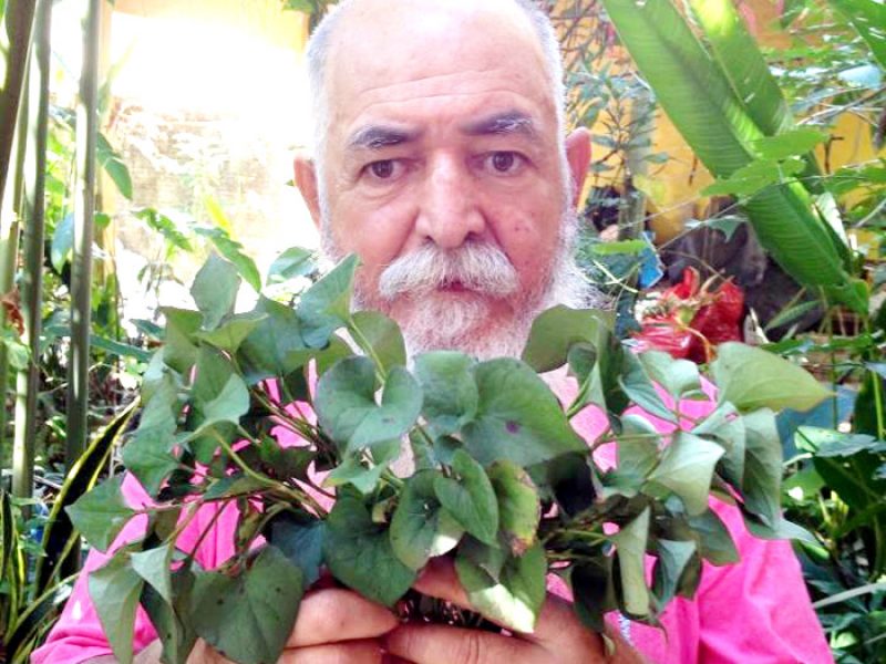 Dokudami, Hortelã-peixe vietnamita