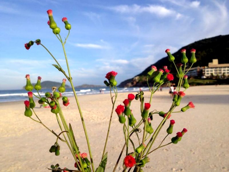 Bela-Emilia, Pincel-de-Estudante, Pincel