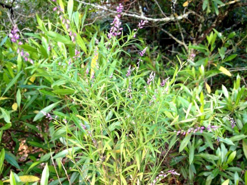 Gelol, Alecrim-de-Santa-Catarina, Barba-de-São-Pedro