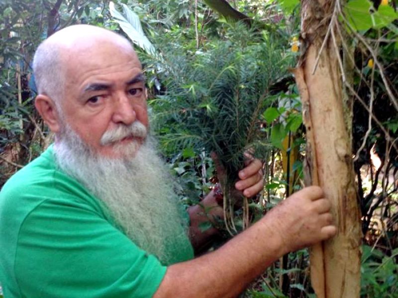 Melaleuca, Árvore-do-té