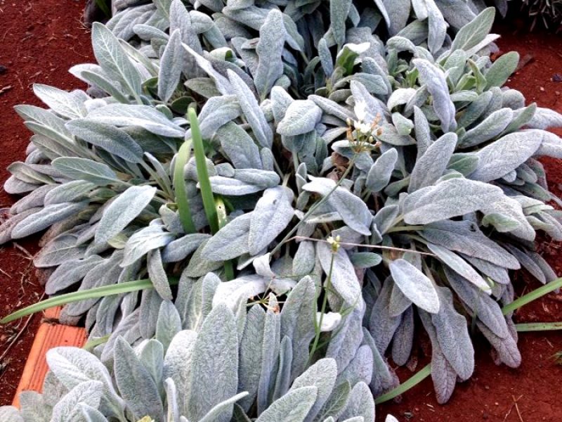 Pulmonária, Lambari-frito, Peixinho, Orelha-de-lebre