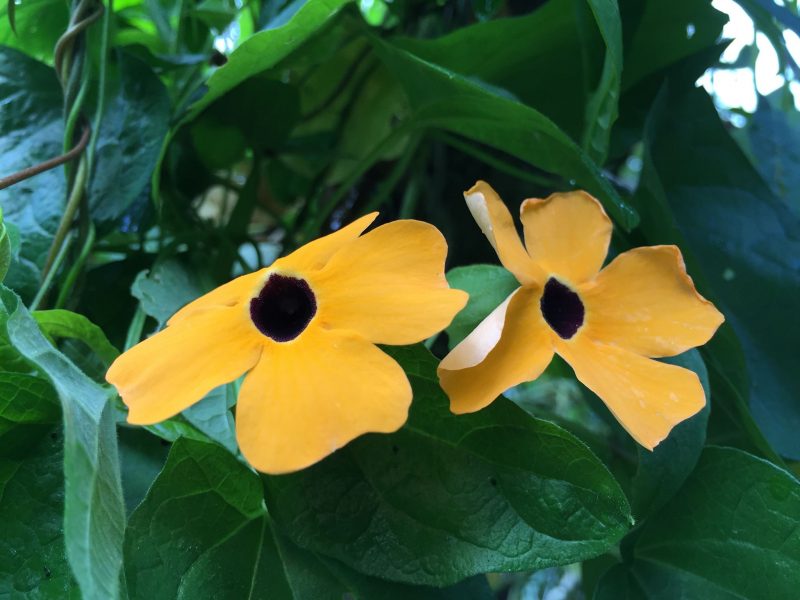 Amarelinha, Olho-de-poeta