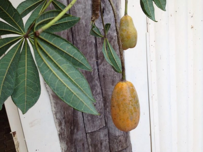 Jaracatia, Mamãozinho-do-mato, Mamoeiro-bravo