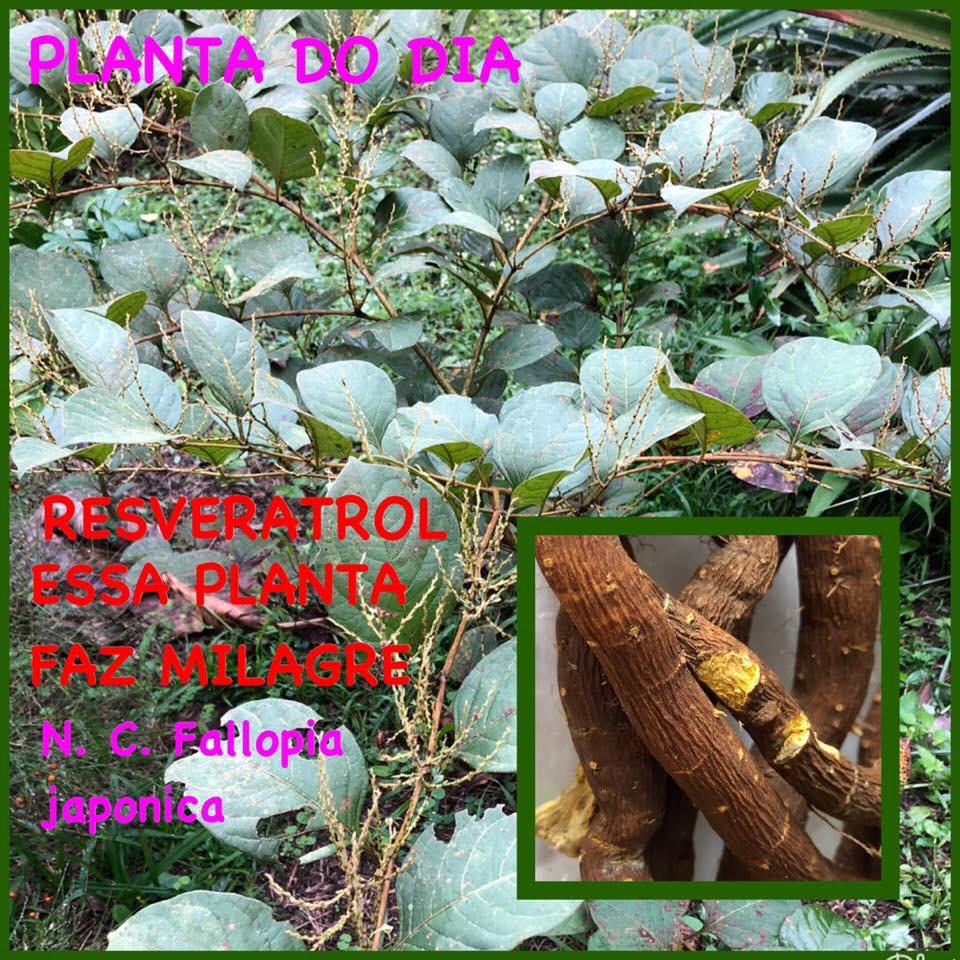 Você está visualizando atualmente Resveratrol