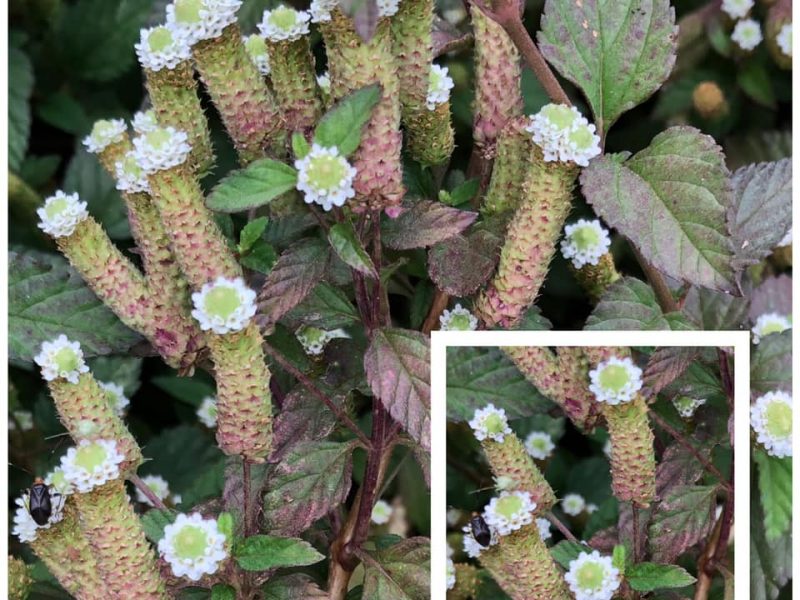 Adoçante dos Astecas