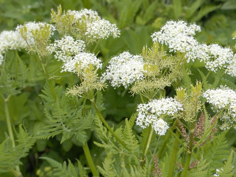 Sweet Cicely