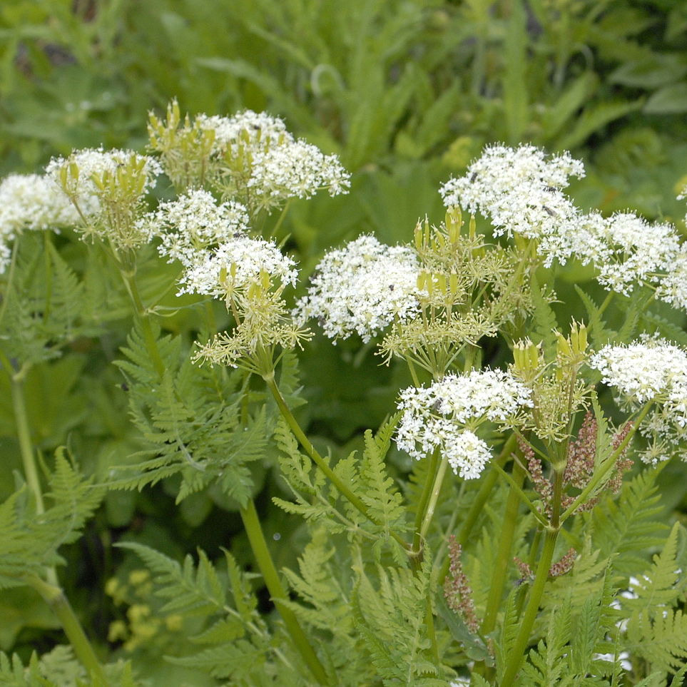 Você está visualizando atualmente Sweet Cicely