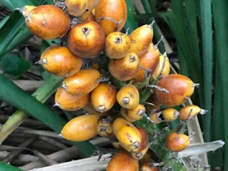 Banana-da-praia ou Gravata