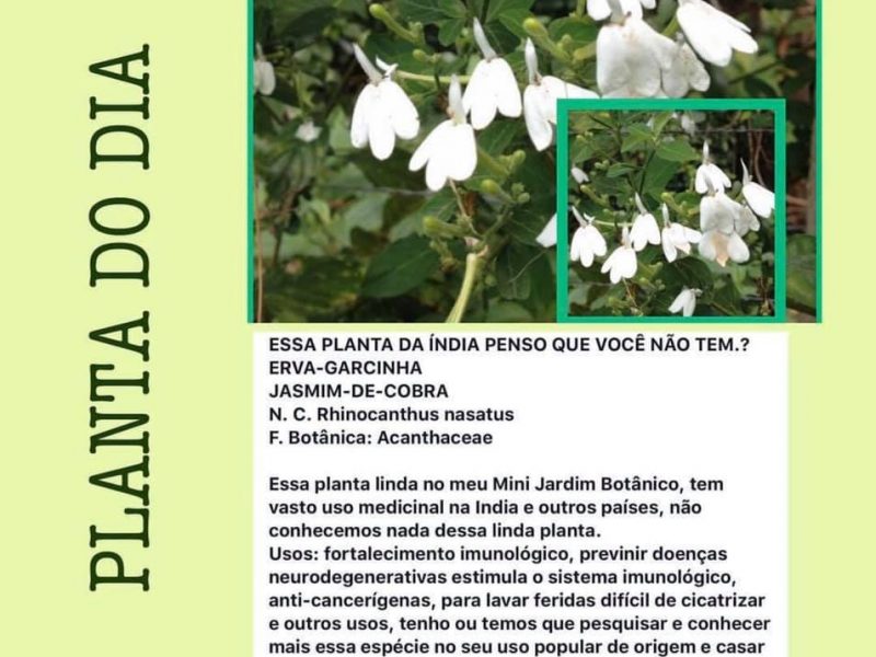 Erva garcia ou jasmim de cobra