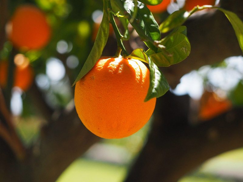Laranja amarga ou laranja de sevilha