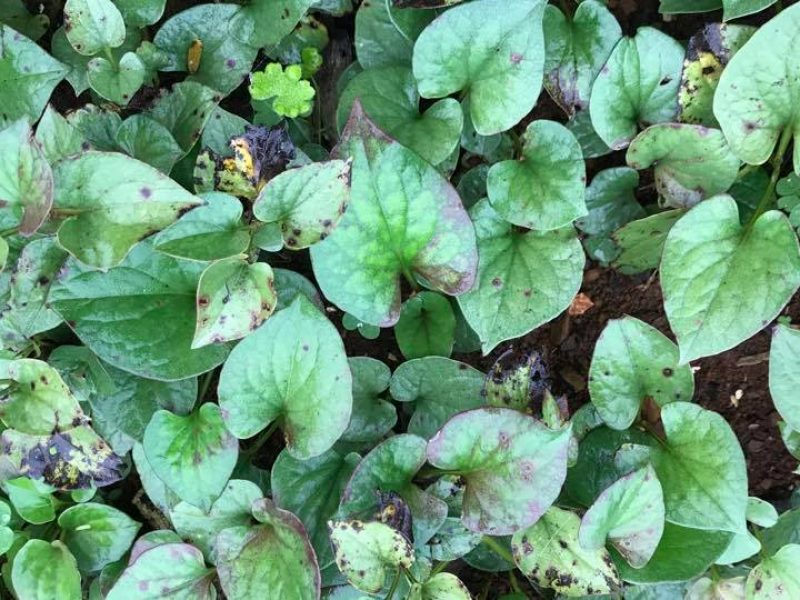 Erva-peixe ou Dokudami