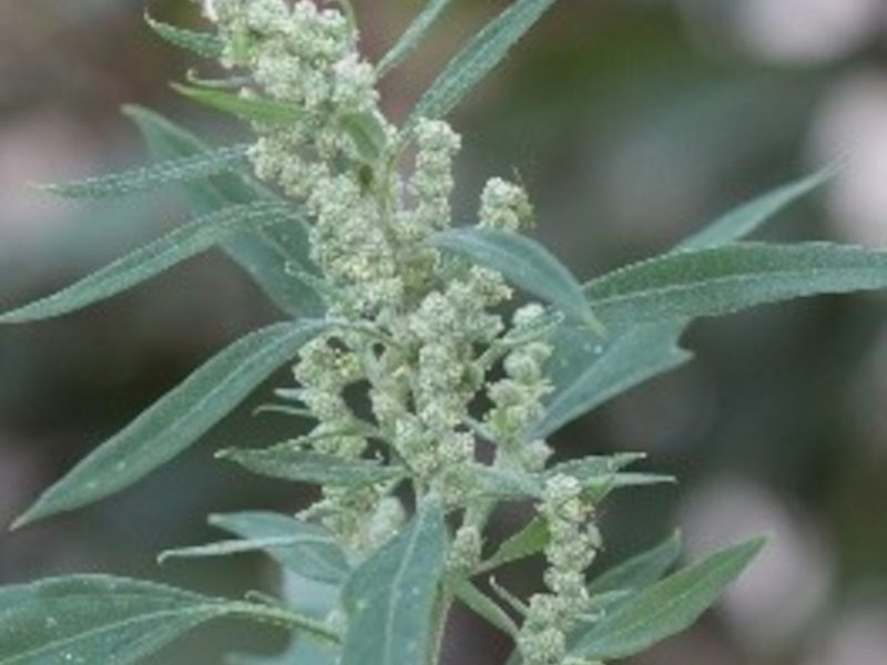 Espinafre Selvagem ou Planta Couvinho