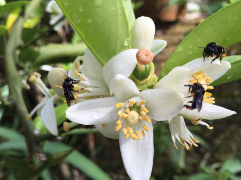 Flor da Laranja Amarga