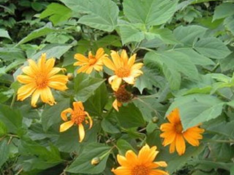 Mão de Deus ou Girassol Mexicano