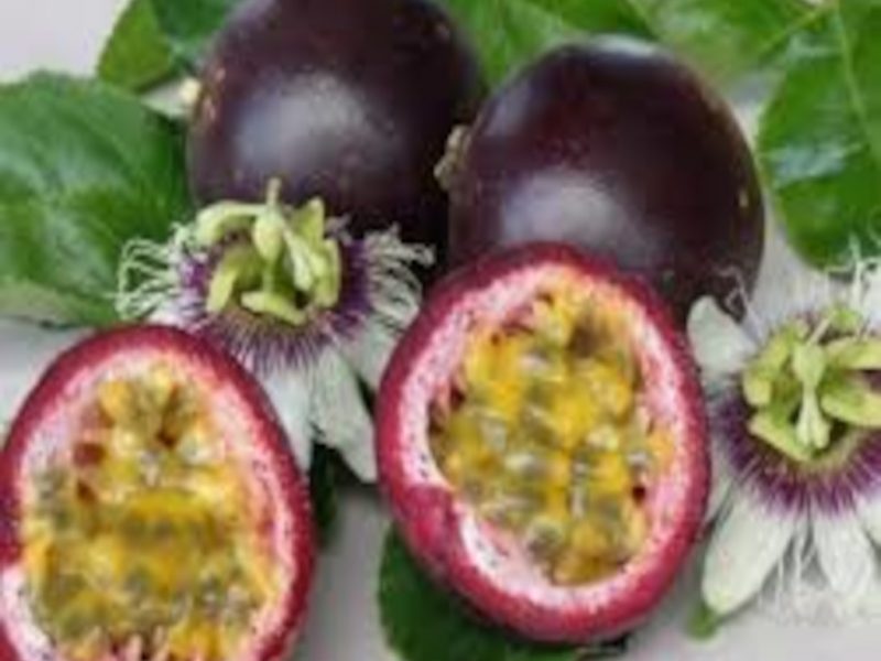 Granadilha da América do Sul