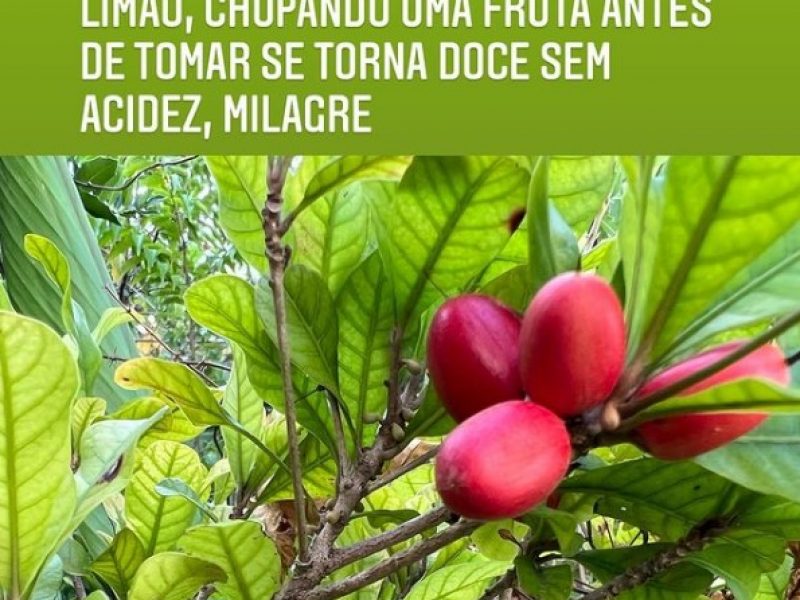 Fruta do milagre