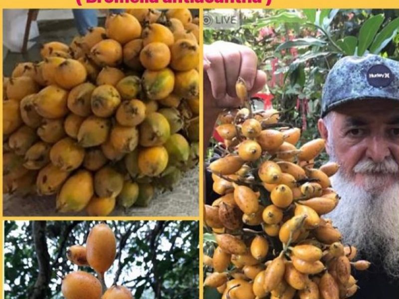 Plantas para o sistema respiratório