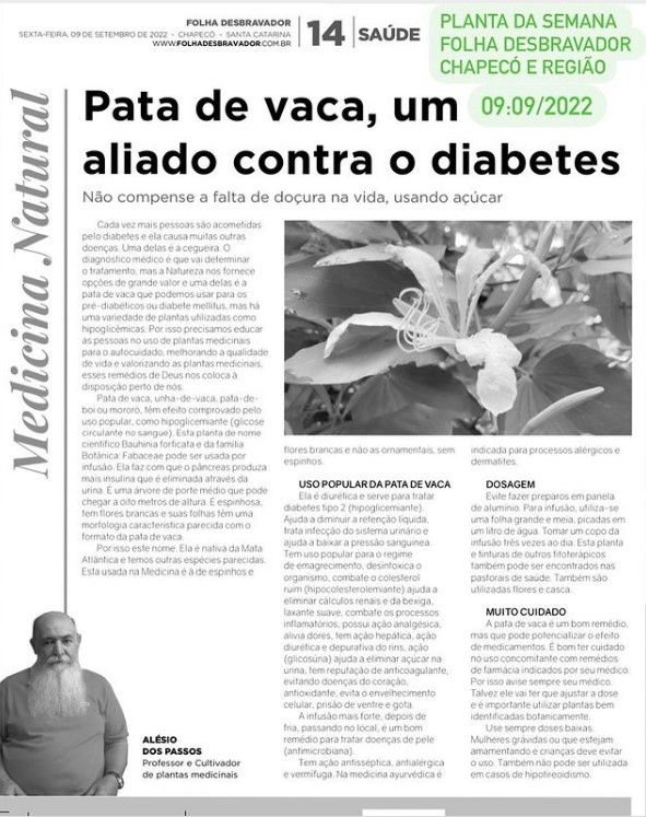 No momento, você está visualizando Pata de vaca