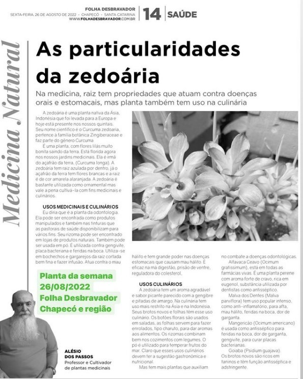 Você está visualizando atualmente Zedoária
