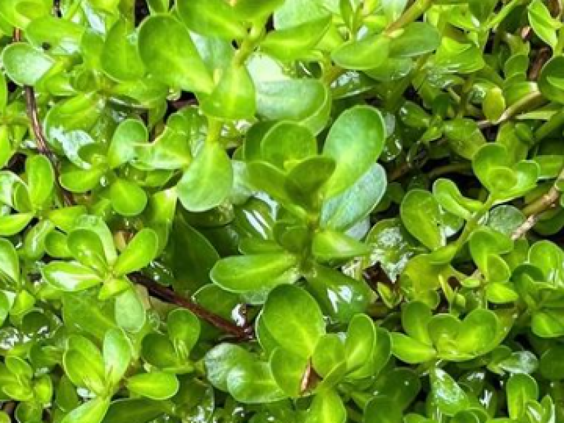 Bacopa