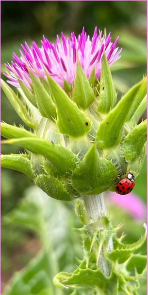 No momento, você está visualizando Cardo-mariano