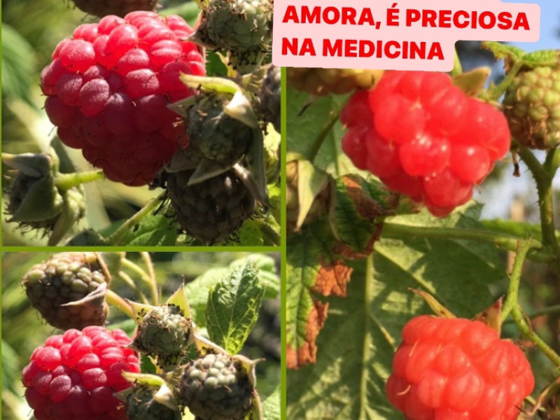 Framboesa