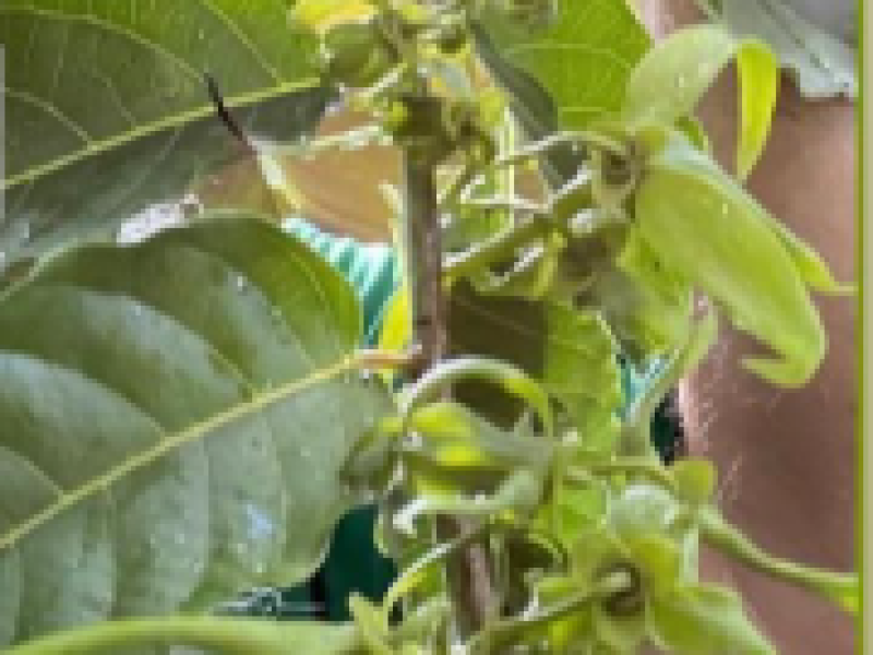 Ylang-Ylang