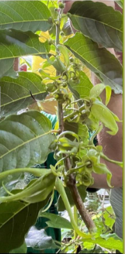 Você está visualizando atualmente Ylang-Ylang