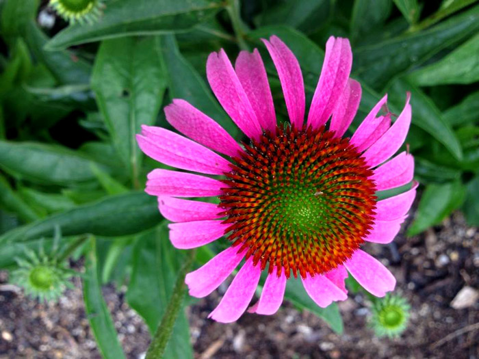 No momento, você está visualizando Equinácea Purpúrea