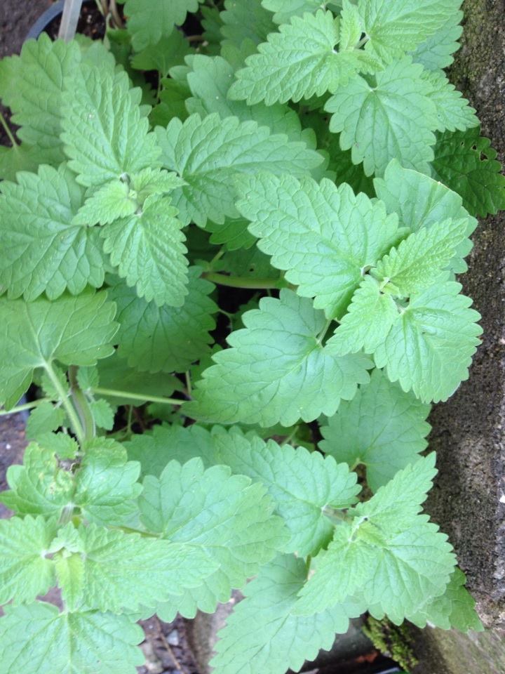 Gataria