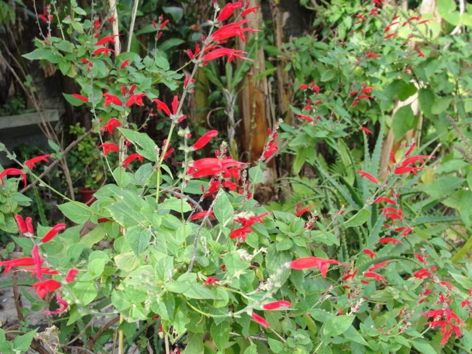 Sálvia-abacaxi ou Sálvia-ananás – Farmácia da Natureza