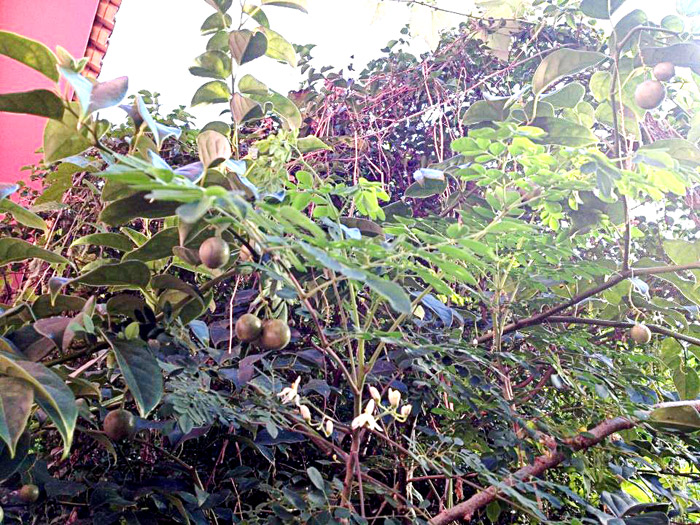Você está visualizando atualmente Moringa