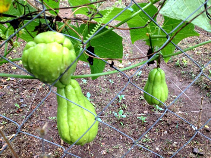 No momento, você está visualizando Chuchu ou Maxixo