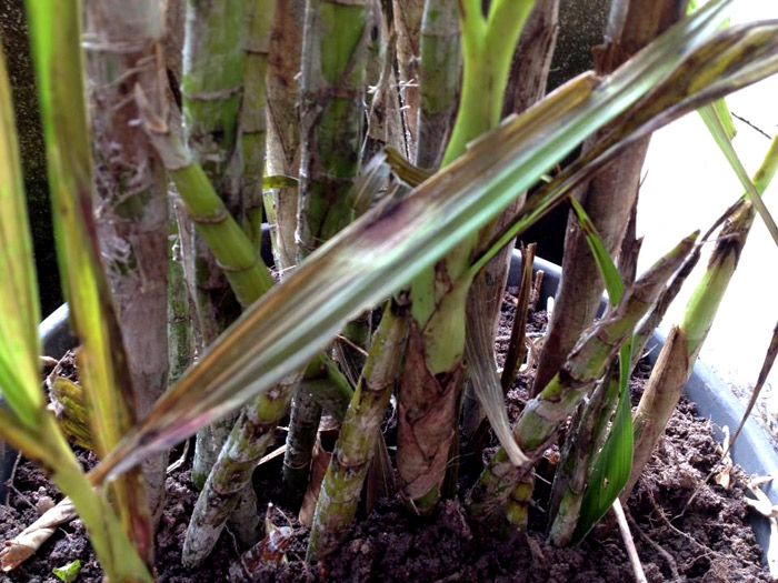 Você está visualizando atualmente Bisturi-do-mato, Bisturi-vegetal, Cola-de-sapateiro, Lanceta-milagrosa ou Sumaré