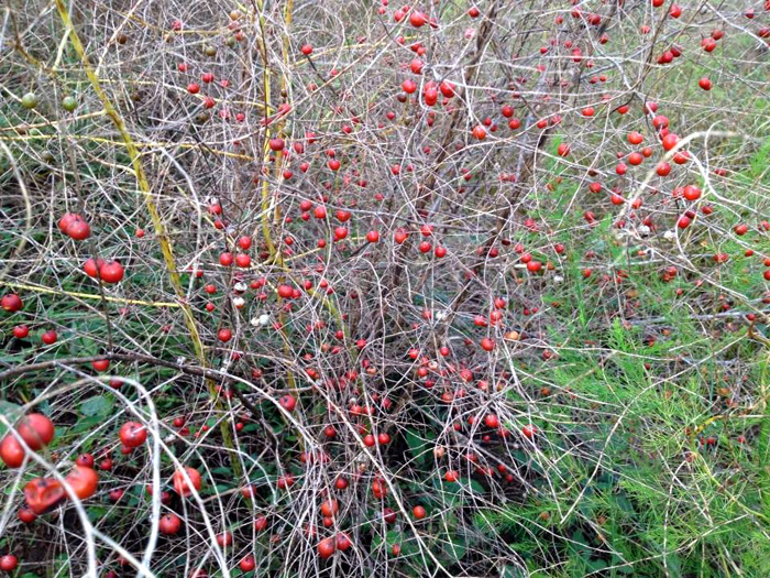 No momento, você está visualizando Aspargo