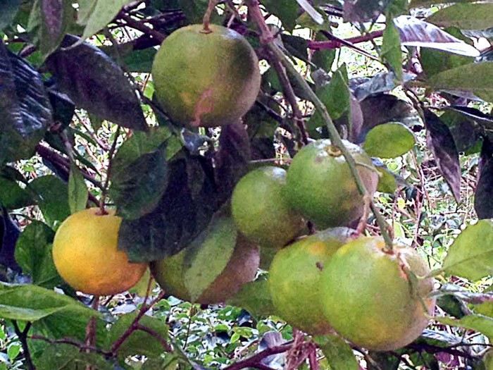Você está visualizando atualmente Laranja-azeda ou Laranja-da-terra