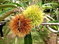 Castanha Portuguesa