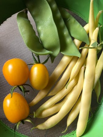 No momento, você está visualizando Jardim-Terapia